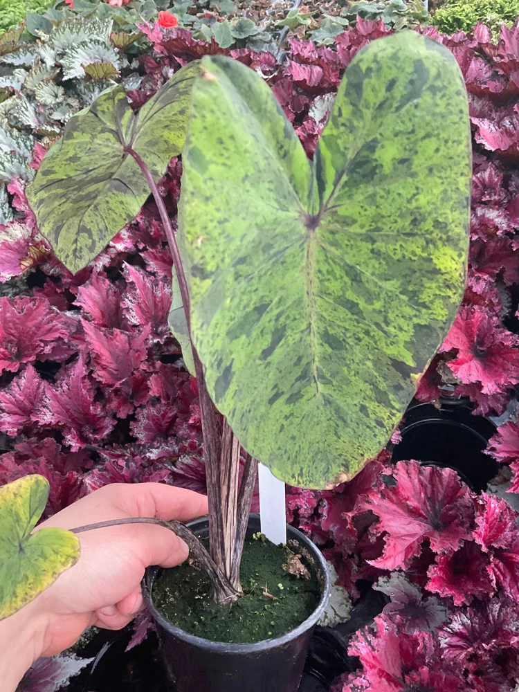 Colocasia Esculenta Mojito Live Plant - 4.5" Pot - Indoor/Outdoor Elephant Ear - Image 3