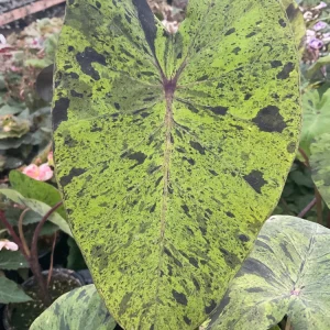 Colocasia Esculenta Mojito Live Plant - 4.5