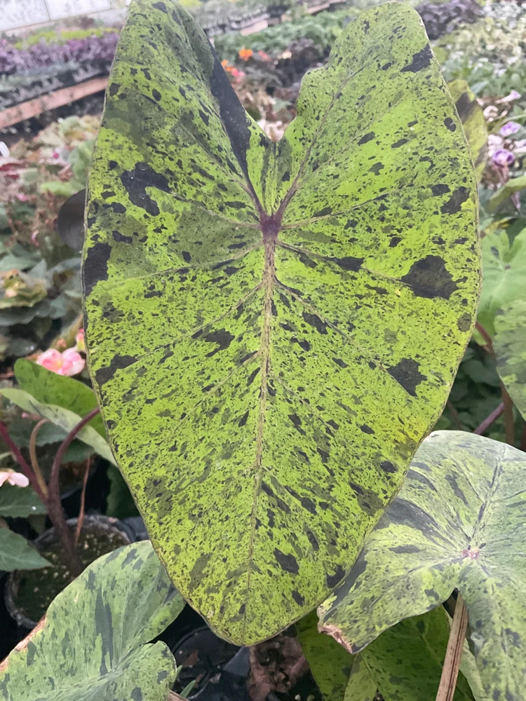 Colocasia Esculenta Mojito Live Plant - 4.5" Pot - Indoor/Outdoor Elephant Ear - Image 4