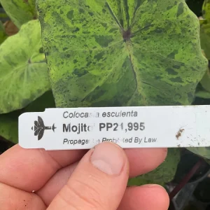 Colocasia Esculenta Mojito Live Plant - 4.5