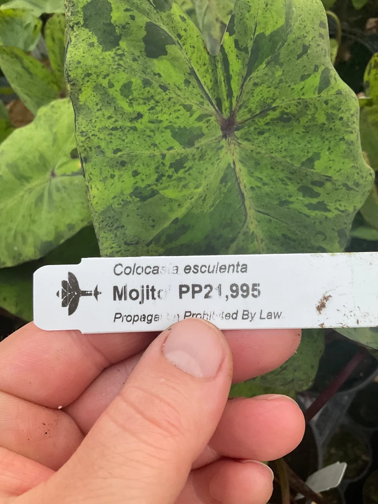 Colocasia Esculenta Mojito Live Plant - 4.5" Pot - Indoor/Outdoor Elephant Ear - Image 5