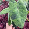 Colocasia Esculenta Mojito Live Plant - 4.5" Pot - Indoor/Outdoor Elephant Ear - Image 1