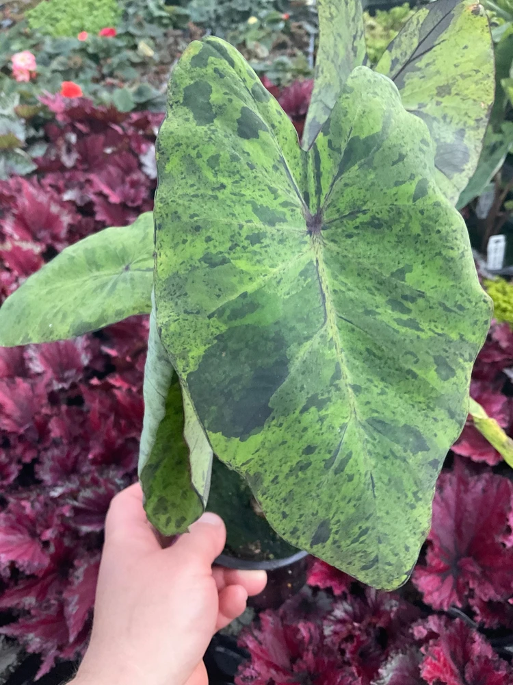 Colocasia Esculenta Mojito Live Plant - 4.5" Pot - Indoor/Outdoor Elephant Ear - Image 1