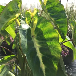 Colocasia Maui Sunrise Elephant Ear Live Plant – 4.5 inch Pot – Indoor/Outdoor - Image 2