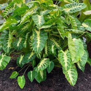 Colocasia Maui Sunrise Elephant Ear Live Plant – 4.5 inch Pot – Indoor/Outdoor - Image 3