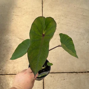 Colocasia Maui Sunrise Elephant Ear Live Plant – 4.5 inch Pot – Indoor/Outdoor - Image 4