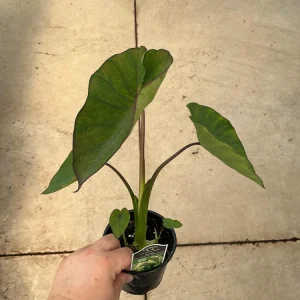 Colocasia Maui Sunrise Elephant Ear Live Plant – 4.5 inch Pot – Indoor/Outdoor - Image 5