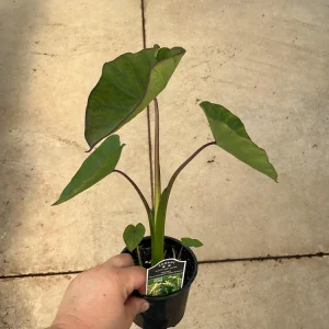 Colocasia Maui Sunrise Elephant Ear Live Plant – 4.5 inch Pot – Indoor/Outdoor - Image 6