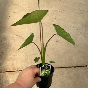 Colocasia Maui Sunrise Elephant Ear Live Plant – 4.5 inch Pot – Indoor/Outdoor - Image 7