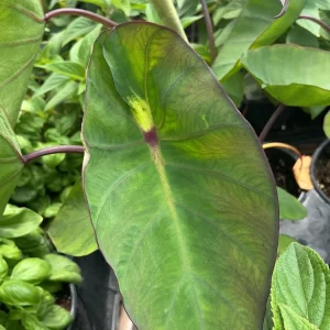 Colocasia Maui Sunrise Elephant Ear Live Plant – 4.5 inch Pot – Indoor/Outdoor - Image 8
