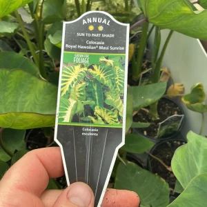 Colocasia Maui Sunrise Elephant Ear Live Plant – 4.5 inch Pot – Indoor/Outdoor - Image 9