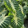 Colocasia Maui Sunrise Elephant Ear Live Plant – 4.5 inch Pot – Indoor/Outdoor - Image 1