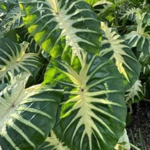 Colocasia Maui Sunrise Elephant Ear Live Plant – 4.5 inch Pot – Indoor/Outdoor - Image 1
