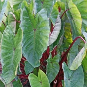 Colocasia Royal Hawaiian Hawaiian Punch Elephant Ear Live Plant - 4.5