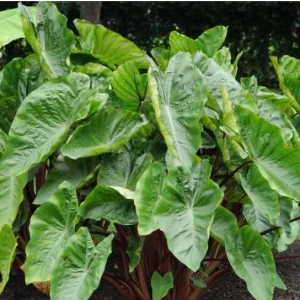 Colocasia Royal Hawaiian Hawaiian Punch Elephant Ear Live Plant - 4.5