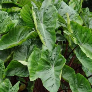 Colocasia Royal Hawaiian Hawaiian Punch Elephant Ear Live Plant - 4.5