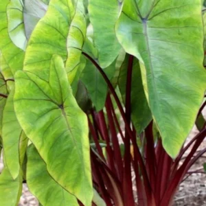 Colocasia Royal Hawaiian Hawaiian Punch Elephant Ear Live Plant - 4.5