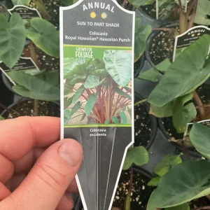 Colocasia Royal Hawaiian Hawaiian Punch Elephant Ear Live Plant - 4.5