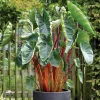 Colocasia Royal Hawaiian Hawaiian Punch Elephant Ear Live Plant - 4.5" Pot - Image 1