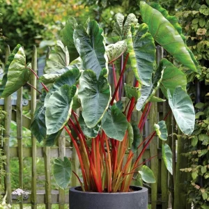 Colocasia Royal Hawaiian Hawaiian Punch Elephant Ear Live Plant - 4.5
