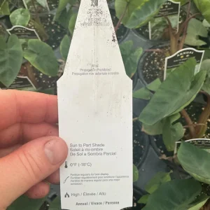 Colocasia Royal Hawaiian Hawaiian Punch Elephant Ear Live Plant - 4.5