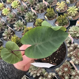 Colocasia Royal Hawaiian Hawaiian Punch Elephant Ear Live Plant - 4.5