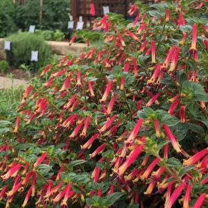 Cuphea Cigar Flower 'Hummingbirds Lunch' Live Plant - 4.5