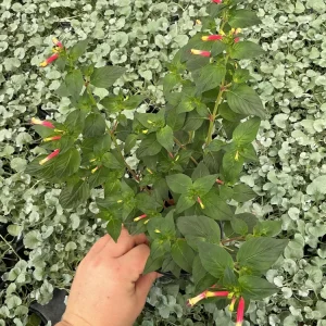 Cuphea Cigar Flower 'Hummingbirds Lunch' Live Plant - 4.5
