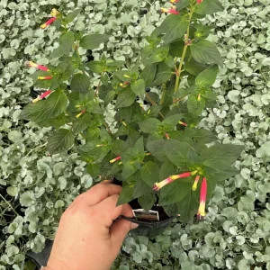 Cuphea Cigar Flower 'Hummingbirds Lunch' Live Plant - 4.5