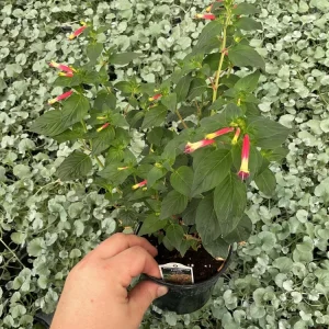 Cuphea Cigar Flower 'Hummingbirds Lunch' Live Plant - 4.5