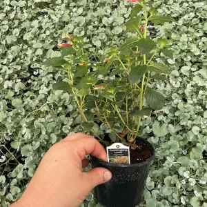 Cuphea Cigar Flower 'Hummingbirds Lunch' Live Plant - 4.5