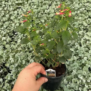 Cuphea Cigar Flower 'Hummingbirds Lunch' Live Plant - 4.5