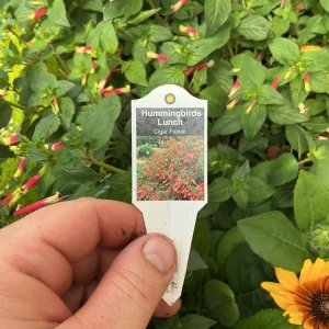 Cuphea Cigar Flower 'Hummingbirds Lunch' Live Plant - 4.5