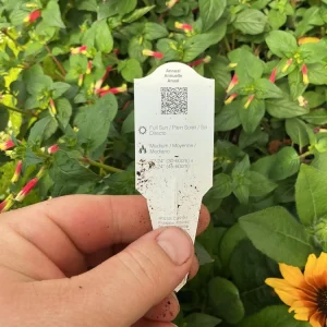 Cuphea Cigar Flower 'Hummingbirds Lunch' Live Plant - 4.5