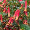 Cuphea Cigar Flower 'Hummingbirds Lunch' Live Plant - 4.5" Nursery Pot, Outdoor - Image 1
