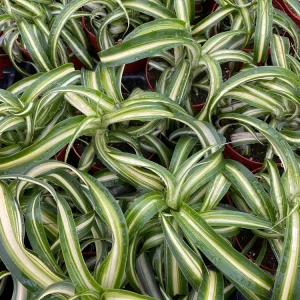 Curly Spider Plant 'Bonnie' Live Houseplant – 3 inch Potted Indoor Plant - Image 1