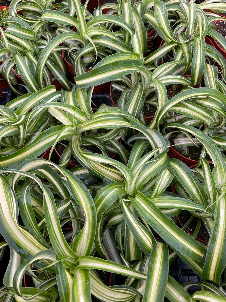 Curly Spider Plant 'Bonnie' Live Houseplant – 3 inch Potted Indoor Plant - Image 1