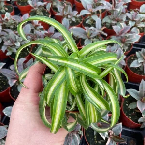 Curly Spider Plant 'Bonnie' Live Houseplant – 3 inch Potted Indoor Plant - Image 2
