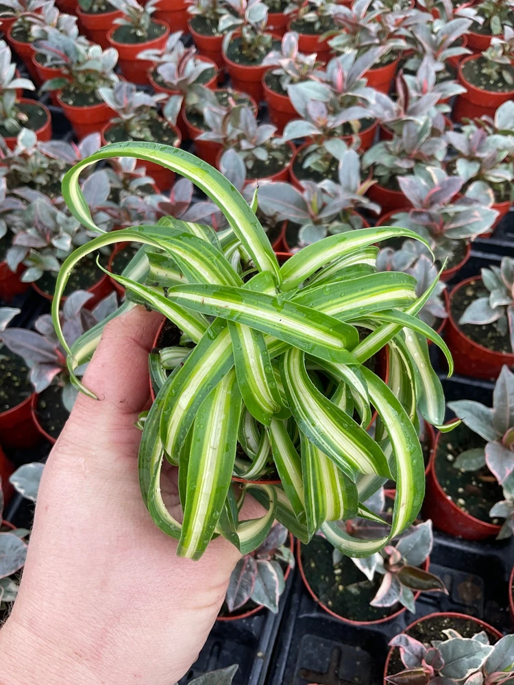 Curly Spider Plant 'Bonnie' Live Houseplant – 3 inch Potted Indoor Plant - Image 2