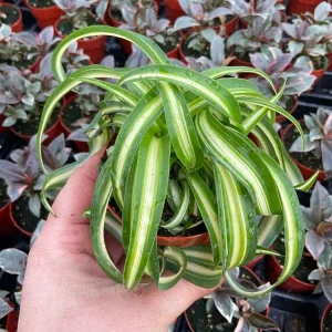Curly Spider Plant 'Bonnie' Live Houseplant – 3 inch Potted Indoor Plant - Image 3