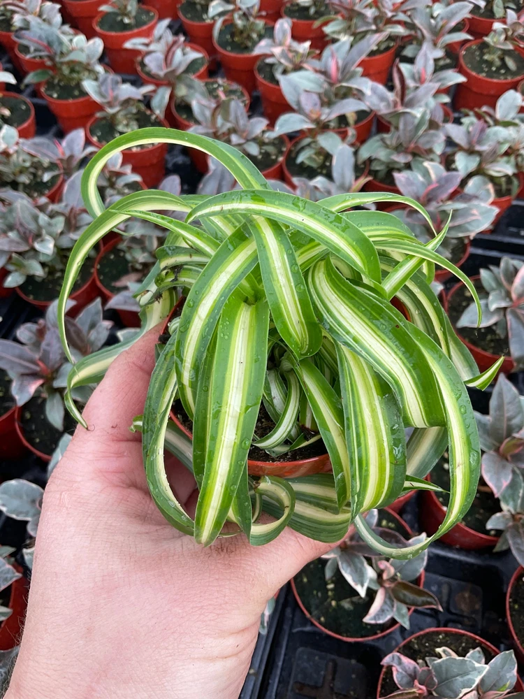 Curly Spider Plant 'Bonnie' Live Houseplant – 3 inch Potted Indoor Plant - Image 3