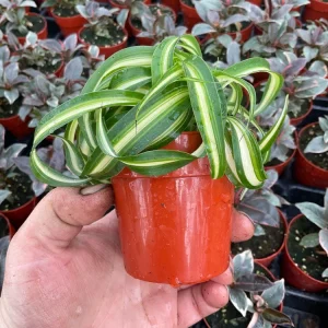 Curly Spider Plant 'Bonnie' Live Houseplant – 3 inch Potted Indoor Plant - Image 4
