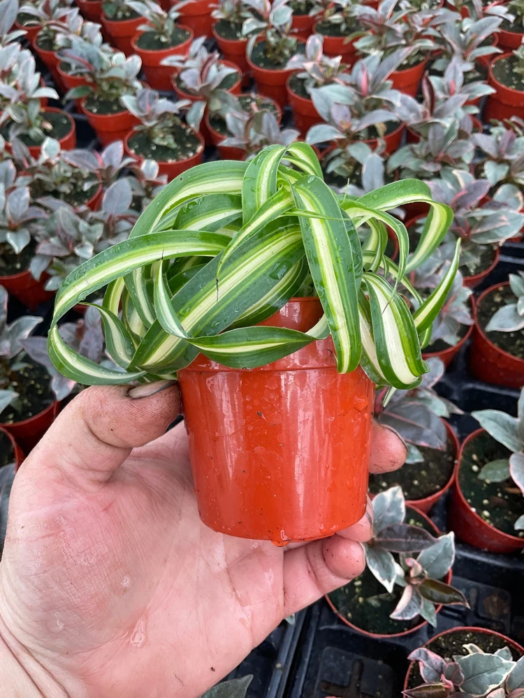 Curly Spider Plant 'Bonnie' Live Houseplant – 3 inch Potted Indoor Plant - Image 4