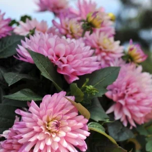 Dahlia XXL Veracruz Live Plant 4.5 inch Pot – Vibrant Garden Flower - Image 1