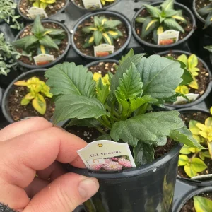 Dahlia XXL Veracruz Live Plant 4.5 inch Pot – Vibrant Garden Flower - Image 11