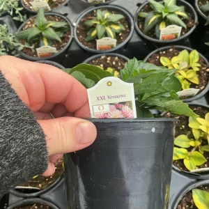 Dahlia XXL Veracruz Live Plant 4.5 inch Pot – Vibrant Garden Flower - Image 13