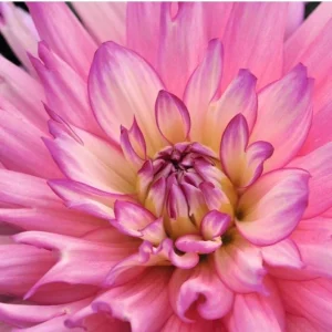 Dahlia XXL Veracruz Live Plant 4.5 inch Pot – Vibrant Garden Flower - Image 2
