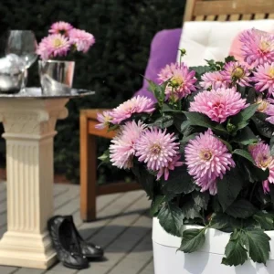 Dahlia XXL Veracruz Live Plant 4.5 inch Pot – Vibrant Garden Flower - Image 3