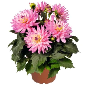 Dahlia XXL Veracruz Live Plant 4.5 inch Pot – Vibrant Garden Flower - Image 4