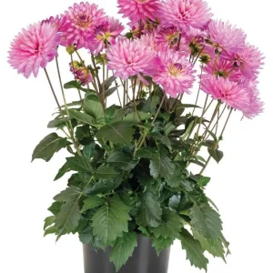 Dahlia XXL Veracruz Live Plant 4.5 inch Pot – Vibrant Garden Flower - Image 5